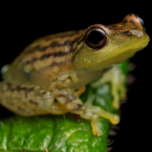 African Reed Frog for Sale