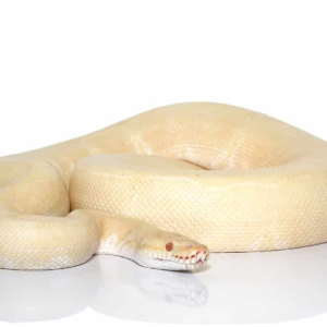 Albino Ball Python for Sale
