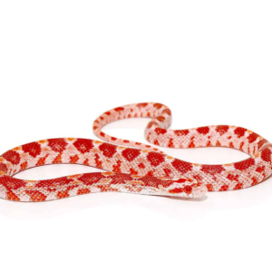 Albino Corn Snake for Sale