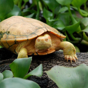 Albino Red Eared Slider Turtle for Sale