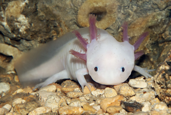 Axolotl for Sale
