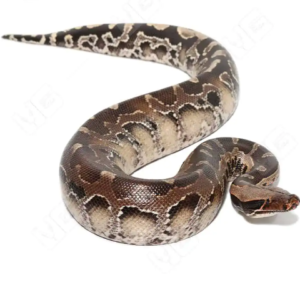 Black Blood Python for Sale