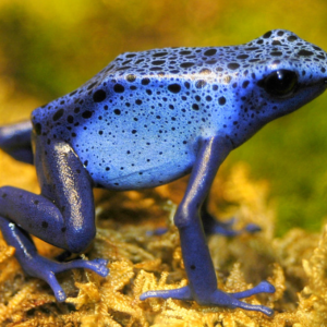 Blue Poison Dart Frog for Sale