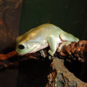 Blue White's Tree Frog for Sale
