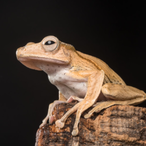Borneo Eared Tree Frog for Sale