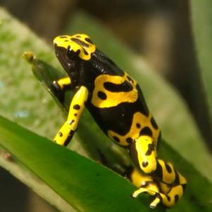 Bumble Bee Poison Dart Frog for Sale