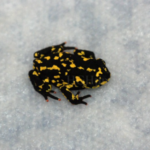 Bumble Bee Toad for Sale
