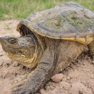 Common Snapping Turtle for Sale