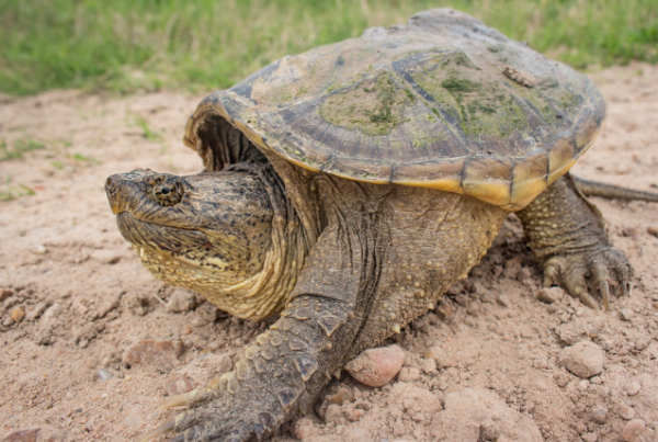 Common Snapping Turtle for Sale