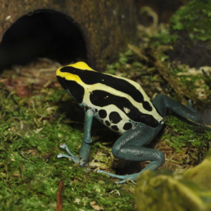 Dyeing Poison Dart Frog for Sale