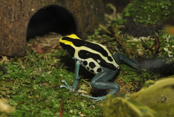 Dyeing Poison Dart Frog for Sale