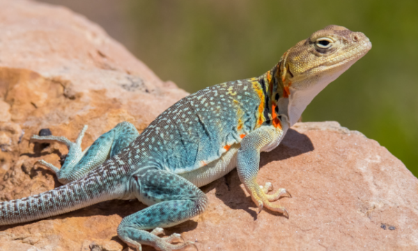 Eastern Collared Lizard for Sale