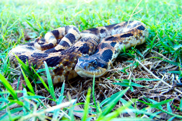 Eastern hognose snake For Sale