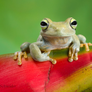 Emerald Eye Tree Frog for Sale