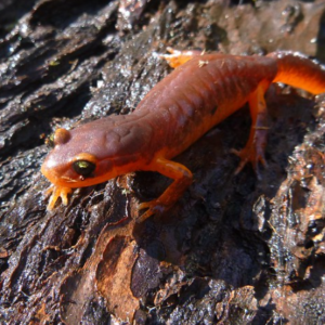 Ensatina Salamander for Sale