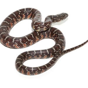 Florida King Snake for Sale