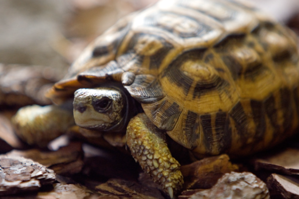 Home's Hingeback Tortoise for Sale