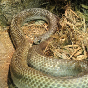 Madagascar Blonde Hognose Snake