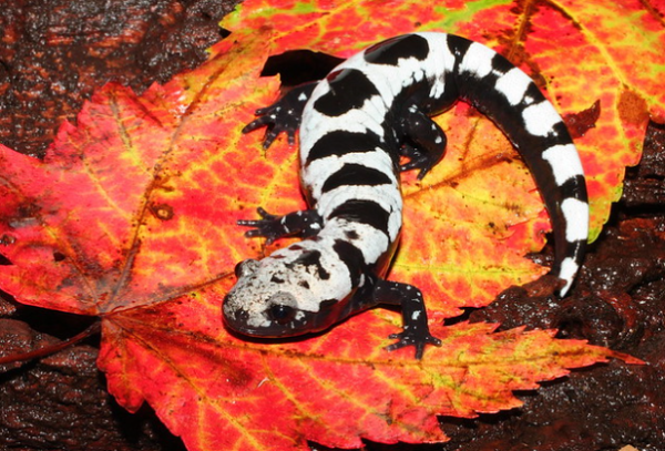 Marbled Salamander for Sale