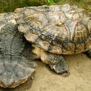 Mata Mata Turtle for Sale