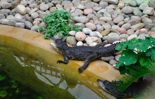 Morelet's Crocodile for Sale