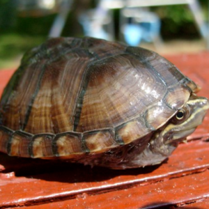 Musk Turtle for Sale