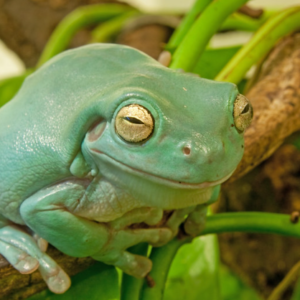 Whites Tree Frog for Sale