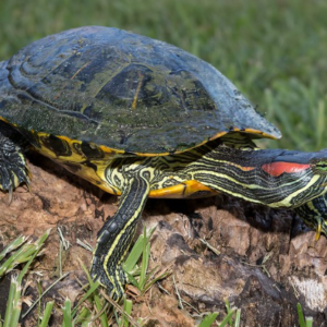 Red Eared Slider Turtle for Sale