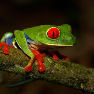 Red Eye Tree Frog for Sale