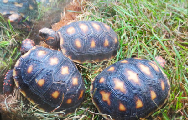 Red Foot Tortoise for Sale