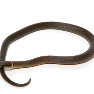Ringneck Snake for Sale
