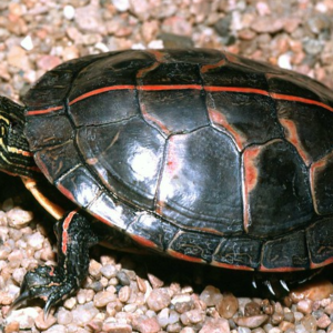 Southern Painted Turtle for Sale