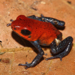 Strawberry Poison Dart Frog for Sale