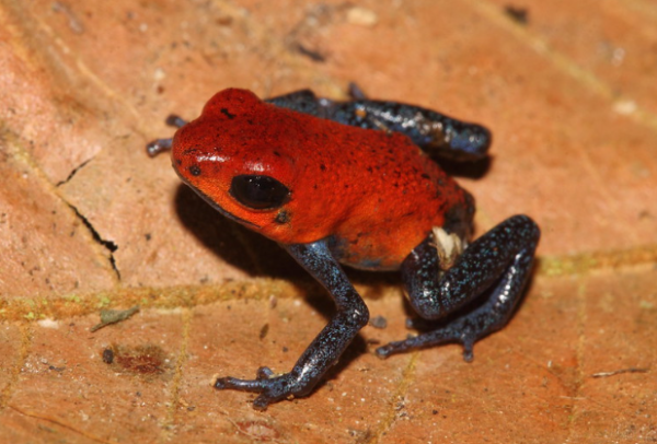 Strawberry Poison Dart Frog for Sale