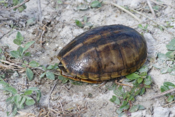 Three Striped Mud Turtle for Sale