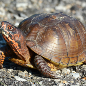 Three Toed Box Turtle for Sale