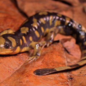 Tiger Salamander for Sale