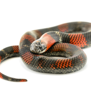 Tricolor Hognose Snake For Sale