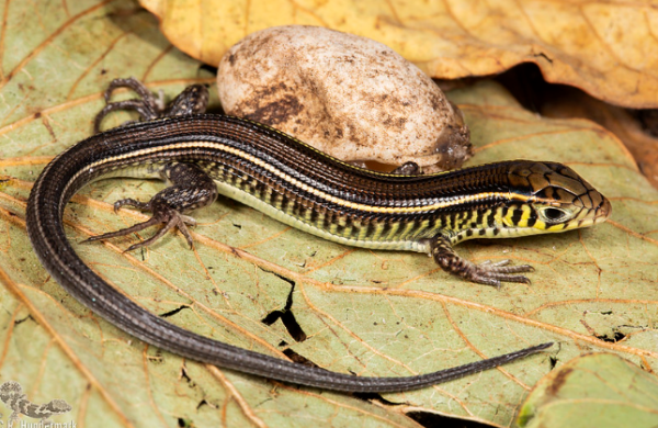 Yellow Throated Plated Lizard for Sale
