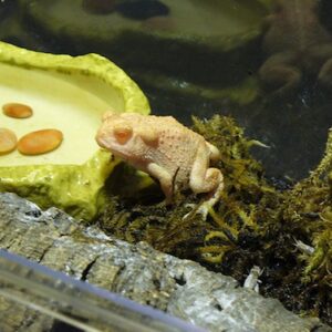 Albino Woodhouse Toad for Sale