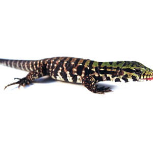 Argentine Black and White Tegu for Sale
