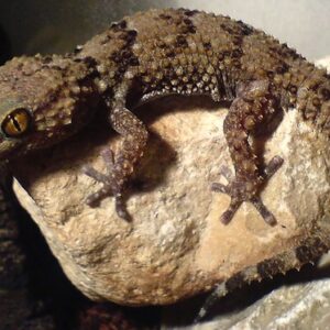 Bibrons Gecko for Sale