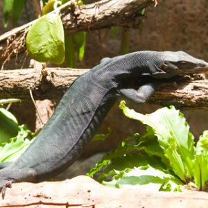Black Dragon Water Monitor for Sale