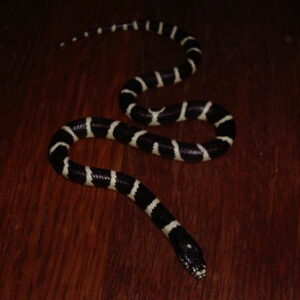 Black and White California King Snake for Sale