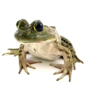 Bullfrog for Sale