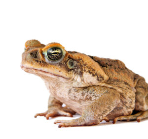 Cane Toad for Sale