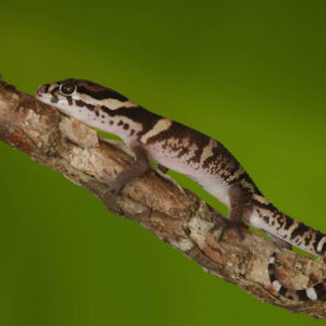 Central American Banded Gecko for Sale