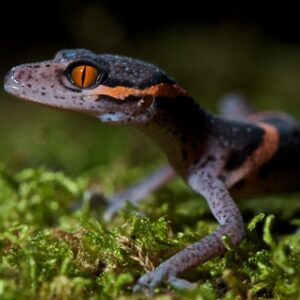Chinese Cave Gecko for Sale
