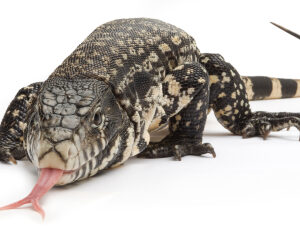 Colombian Tegu for Sale