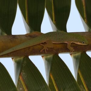 Dull Day Gecko for Sale